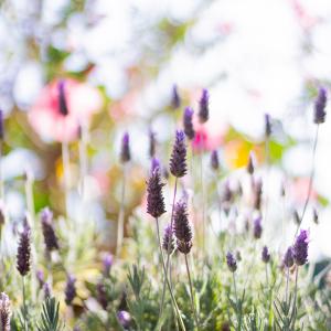 ezequiel garrido B8whkawf9A4 unsplash